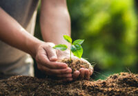 Commercial Groundcare