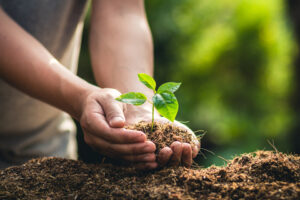 5 Top Gardening Tips from Northants Groundcare – Spring Has Sprung Early!